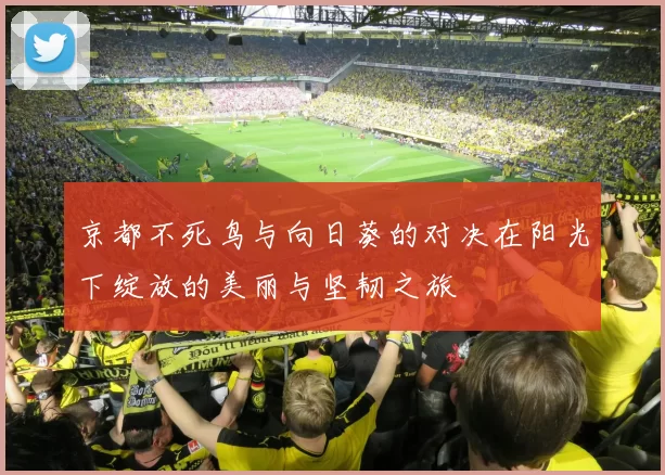 京都不死鸟与向日葵的对决在阳光下绽放的美丽与坚韧之旅